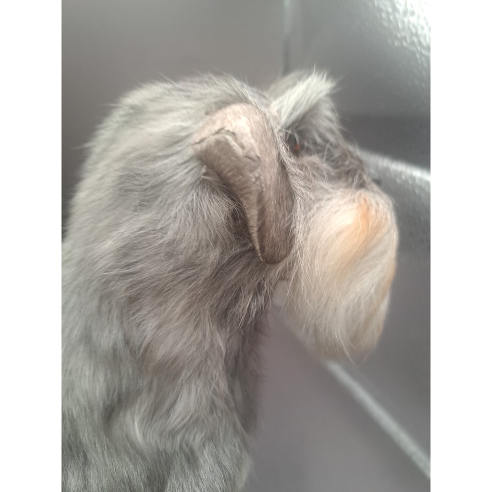 Realistic Furry Dog Figurine‎ Terrier Mini Schnauzer Scotty Gray Puppy Beard Pet - Picture 10 of 15